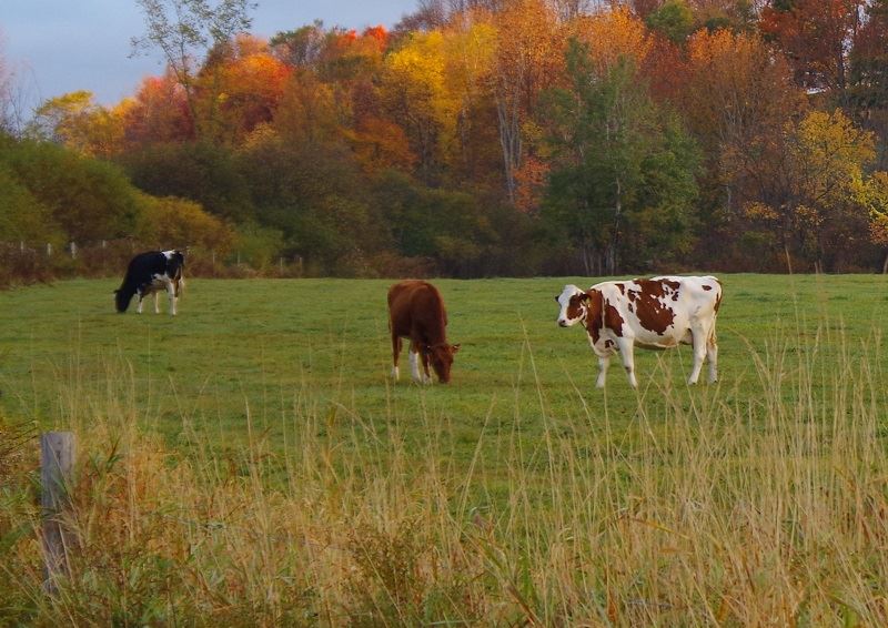 Several cows grazing in a pasture.