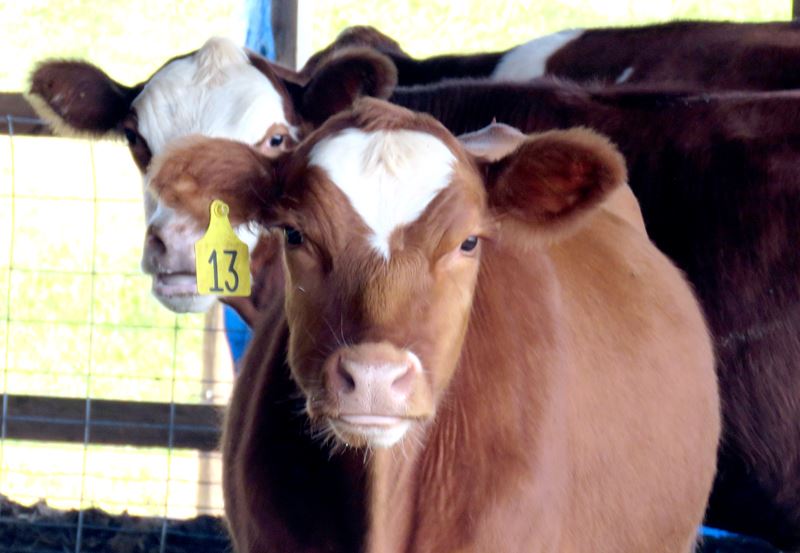 Two dairy cows in a barn.