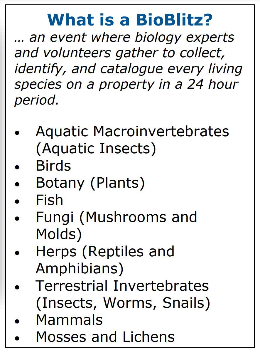 An infomation box explaining what a Bio Blitz is and what types of species they look for.