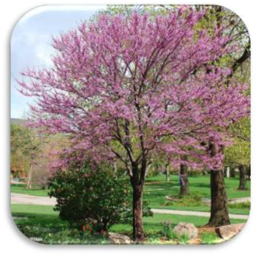 EasternRedbud