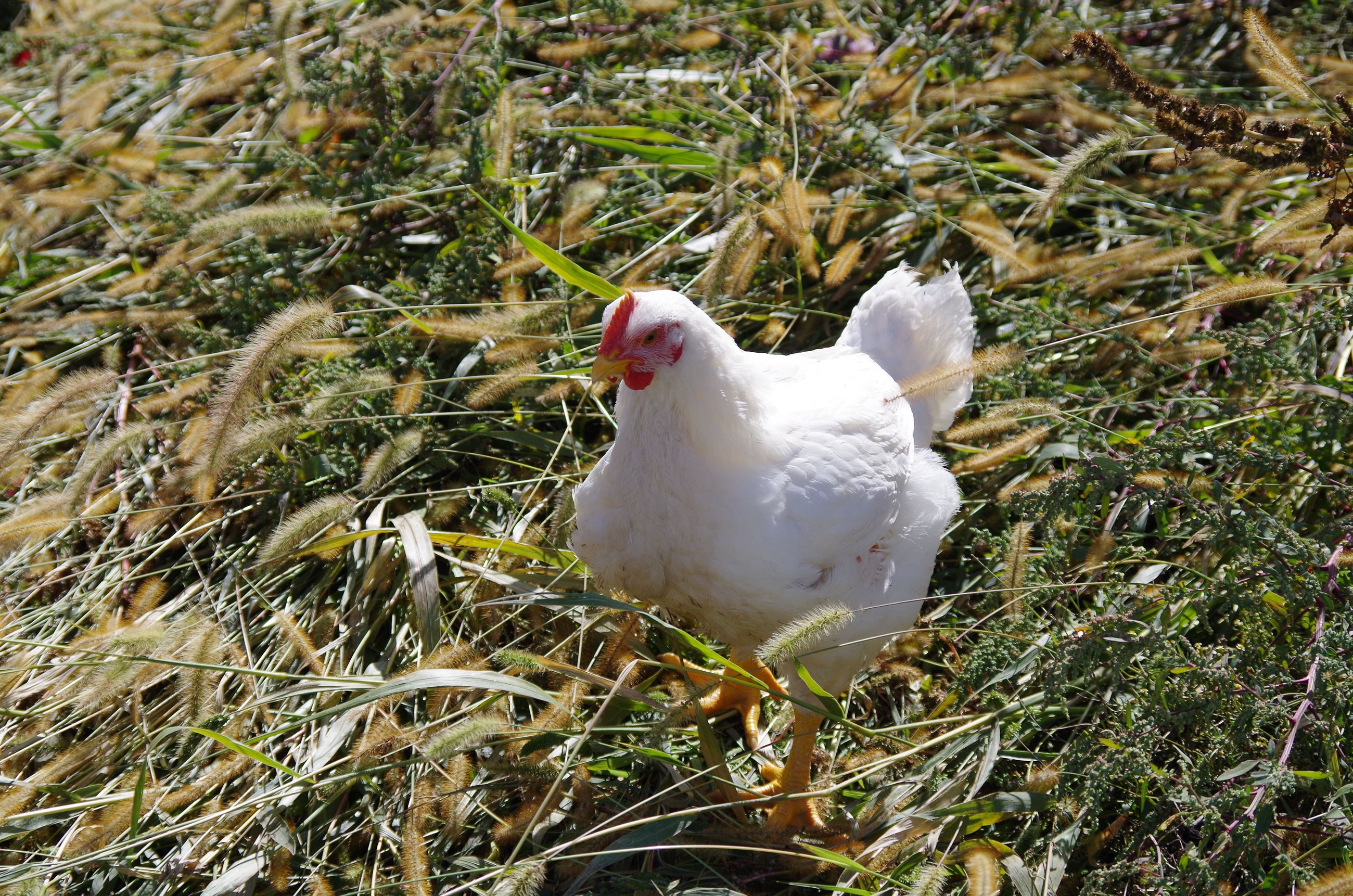 A single chicken walking in an open, green pasture/