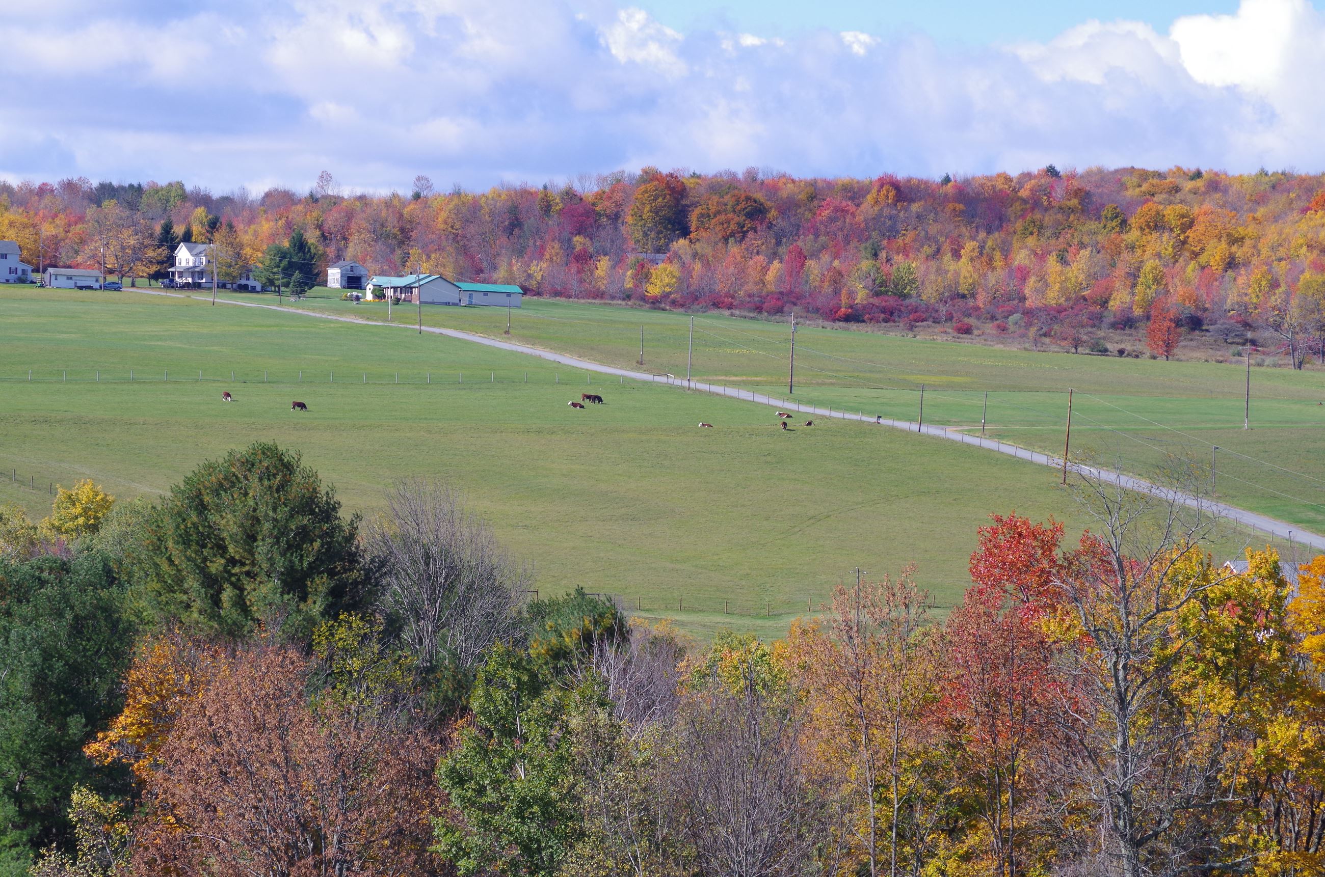 A bird's-eye view of cows in a pasture witht he farmhouse in the background.