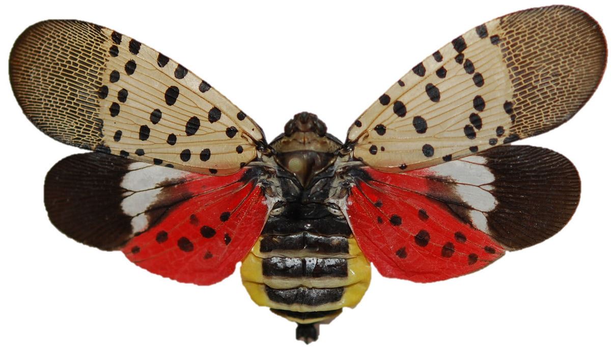 An adult specimen of the Spotted Lanternfly
